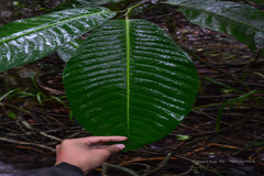 Semecarpus kathalekanensis